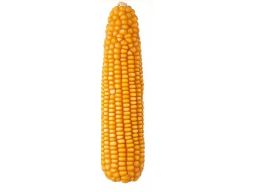 Nasiona kukurydzy dumka 50.000 nasion smolice 14kg