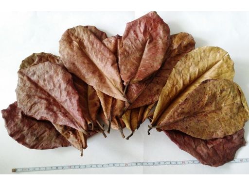 Ketapang - liście wysoka jakość - wielkość srednia